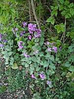 Monnaie du pape - Lunaria annua (2)